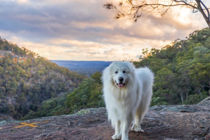 Kobe the Pyrenean Mountain Dog