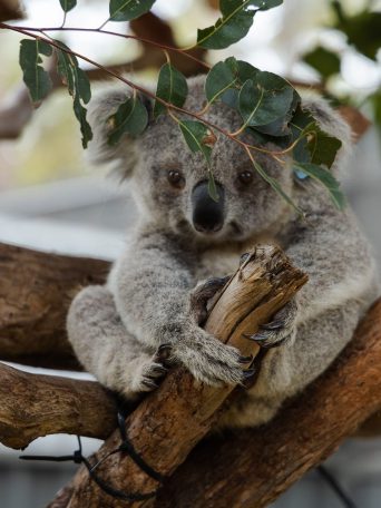 koala