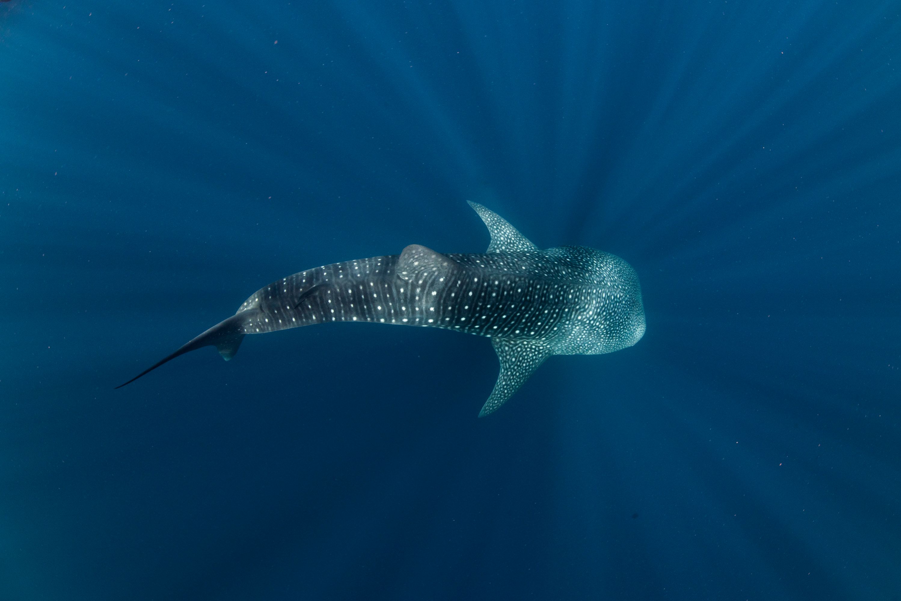 Whale Shark in Ningaloo Reef. Photograph: Alex Kydd