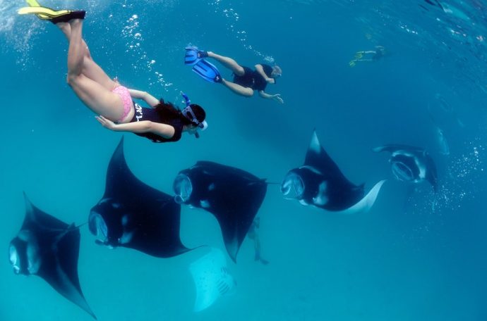 Swimming with Manta Rays