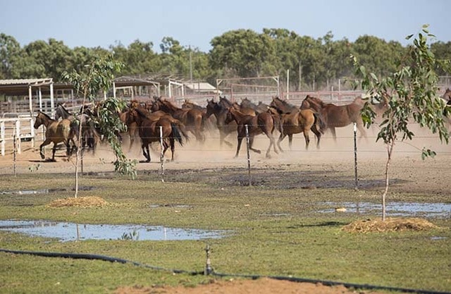 Delta Downs Station – Normanton, Indigenous Australia 