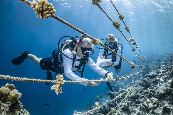 Guests of COMO Cocoa Island resort helping with coral propogation