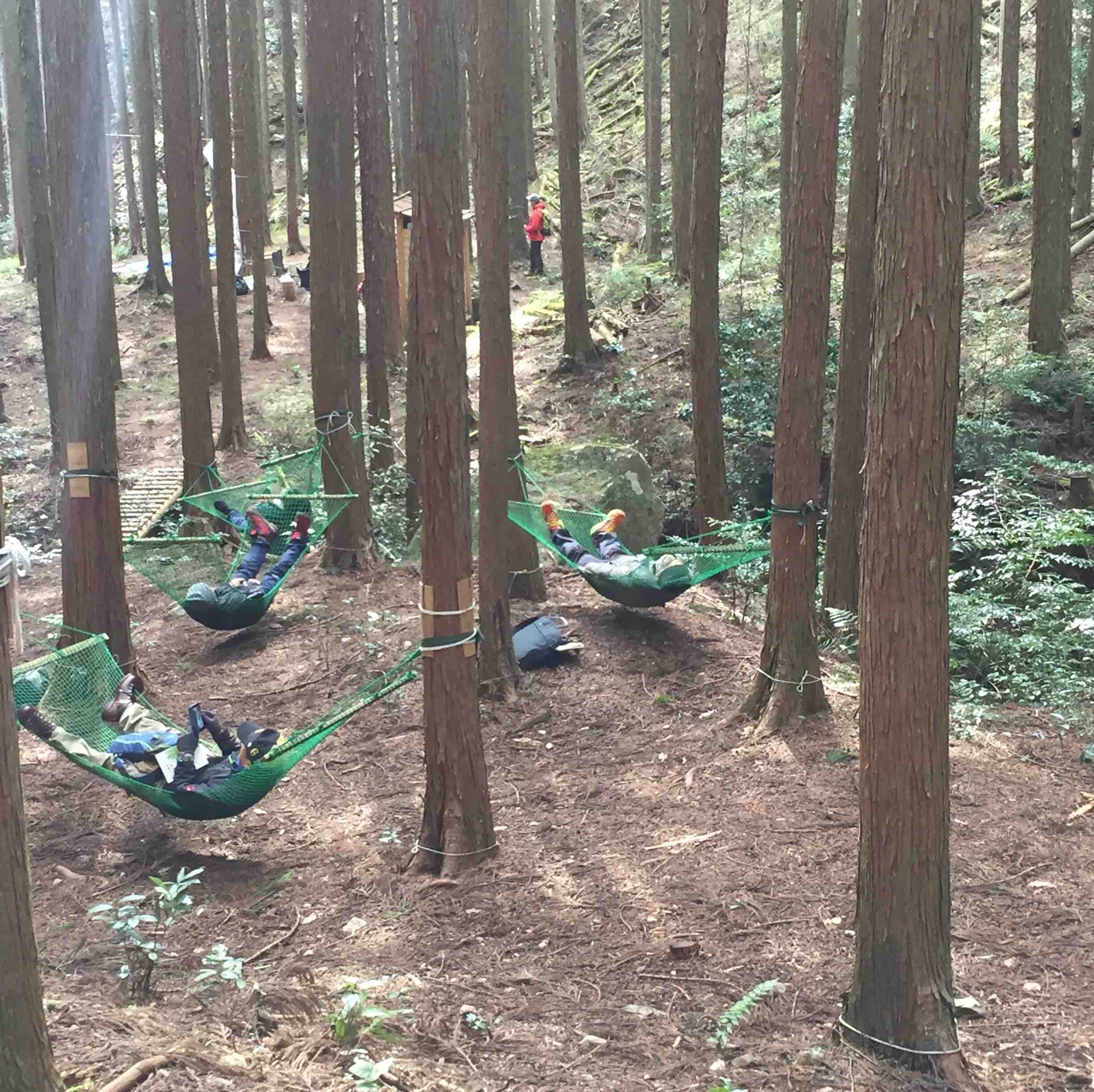 Forest Therapy in Mount Yoshino