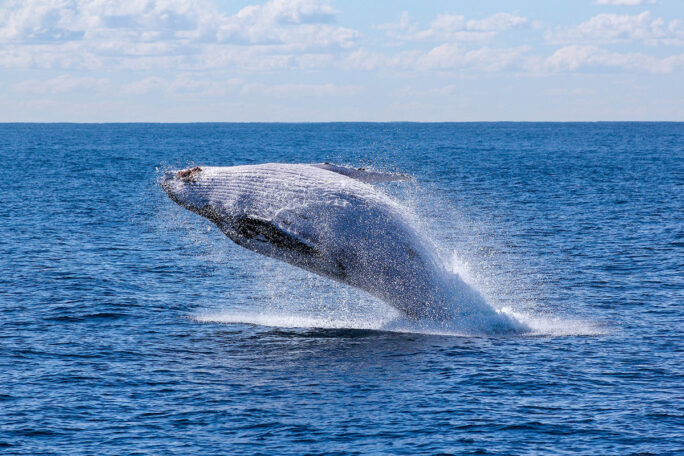 humpback whale