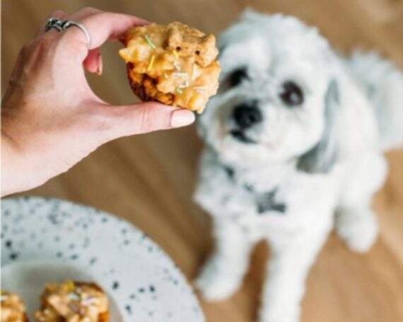 Dog Friendly Cupcakes