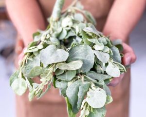 Native Australian Skin Care Saltbush