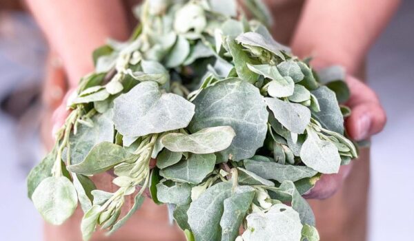 Native Australian Skin Care Saltbush